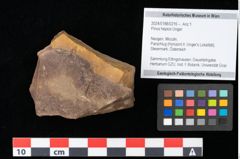 Foto (Objekt + Etikett) von Pinus hepios Unger (NHMW-GEO-2024-0188-0216)